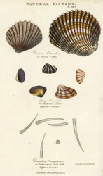 Piikikäs sydänsimpukka, Cardium echinatum, typistetty purr, Donax crenulata, ja kahdeksanharjainen hammaskotilo, Dentalium octangulatum. Käsin väritetty kuparikaiverrus Sydenham Edwardsin mukaan John Mason Goodin teoksesta Pantologia, a New Encyclopedia