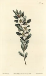 Tree a tai Australian myrtti - Rannikkoteepuu, Leptospermum laevigatum (Smooth fabricia, Fabricia laevigata). F. Sansom Jr.:n käsinvärinen kuparikaiverrus Sydenham Edwardsin kuvituksen jälkeen William Curtisin kasvitieteellisestä lehdestä, T. Cur