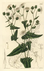 Nauriinlehtinen myskisukko, Moscharia pinnatifida. S. Wattsin käsinvärinen kuparikaiverrus Miss Sarah Draken kuvituksen jälkeen Sydenham Edwardsin kasvitieteellisestä rekisteristä, Ridgeway, Lontoo