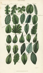 Kasvien lehtien tyypit. Käsinvärinen kuparikaiverrus Sydenham Edwardsin mukaan John Mason Goodin Pantologiasta, a New Encyclopedia, G. Kearsley, Lontoo