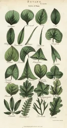 Kasvien lehtien tyypit. Käsinvärinen kuparikaiverrus Sydenham Edwardsin mukaan John Mason Goodin Pantologiasta, a New Encyclopedia, G. Kearsley, Lontoo