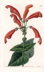 Variete de gesneria, kukka putkissa - S.Wattsin kaivertama levy, joka perustuu Sarah Anne Draken (1803-1857) kuvitukseen, Englannin Sydenham Edwardsin (1768-1819) kasvitieteellisestä rekisteristä