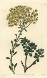 Variete de joubarb - Villous houseleek, Sempervivum villosum. S. Wattsin käsinvärinen kuparikaiverrus Miss Sarah Draken kuvituksen jälkeen Sydenham Edwardsin kasvitieteellisestä rekisteristä, Ridgeway, Lontoo