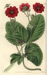 Cinquefoil-lajike - Russellin potentilla, Potentilla russelliana. S. Wattsin käsinvärinen kuparikaiverrus M. Hartin kuvituksen jälkeen Sydenham Edwardsin kasvitieteellisestä rekisteristä, Ridgeway, Lontoo