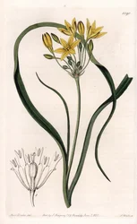 Triteleia- tai brodeleia-lajin muunnos, jolla on keltaiset kukat, kotoisin Kaliforniasta - S.Wattsin kaiverrettu levy Sarah Anne Draken (1803-1857) kuvituksesta Sydenham Edwardsin (1768-1819) kasvitieteellisestä rekisteristä (Botanical Register), Englanti.