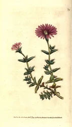 Ficoidin lajike - Parrakas viikunakehäkukka, Mesembryanthemum barbarum. Käsinvärinen kuparikaiverrus William Curtisin The Botanical Magazine -lehden kasvitieteellisen kuvituksen jälkeen, Lambeth Marsh, Lontoo