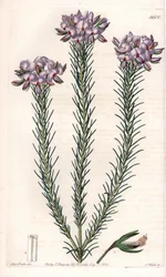 Gompholobium (palkokasvien perhe), kotoisin Australiasta - S.Wattsin kaivertama levy Sarah Anne Draken (1803-1857) kuvituksesta, Englannin Sydenham Edwardsin (1768-1819) kasvitieteellisestä rekisteristä