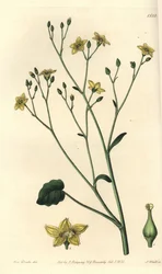 Australiassa endeeminen villarsia - Ornduffia reniformis (munuaislehtinen villarsia, Villarsia reniformis). S. Wattsin käsinvärinen kuparikaiverrus Miss Sarah Draken kuvituksen jälkeen Sydenham Edwardsin kasvitieteellisestä rekisteristä, Ridgeway,