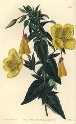 Lajike helokkiä tai ruohoa aasien kanssa - Helokki, Oenothera fruticosa subsp. glauca (Glaucous oenothera, Oenothera glauca). S. Wattsin käsinvärinen kuparikaiverrus Sydenham Edwardsin neiti Sarah Draken kuvituksen jälkeen