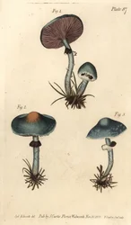 Verdigris sieni tai verdigris helttasieni, Stropharia aeruginosa, sienet, Cryptogamia. F. Sansomin käsinvärinen kuparikaiverrus Sydenham Edwardsin kasvitieteellisestä piirroksesta William Curtisin kasvitieteen luentoihin, sellaisena kuin se on toimitettu k