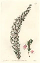 Vesicular Epiary, alunperin Euroopasta - S. Wattsin Water forte Sarah Anne Draken (1803-1857) kuvituksesta kasvitieteellisestä rekisteristä