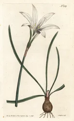 Virginia Amaryllis - Atamasco-lilja, Zephyranthes atamasco (Amaryllis atamasco) - Sansomin käsinvärinen kuparikaiverrus Sydenham Edwardsin kuvituksen jälkeen William Curtisin kasvitieteellisessä lehdessä, Lontoossa