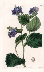 Viskoosi Phacelia - S.Wattsin kaivertama levy Sarah Anne Draken (1803-1857) kuvituksesta, Englannin Sydenham Edwardsin (1768-1819) kasvitieteellisestä rekisteristä