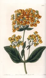 Viskoosi calceolar (tai pieni tohveli) - S.Wattsin kaiverrettu taulu Sarah Anne Draken (1803-1857) kuvituksesta, Englannin Sydenham Edwardsin (1768-1819) kasvitieteellisestä rekisteristä