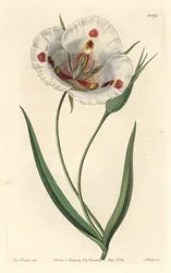 Valkokukkainen kalohortti (mariposa), kotoisin Kaliforniasta - Täplikäs calochortus tai perhonen mariposa lilja, Calochortus venustus, kotoisin Kaliforniasta - S. Wattsin käsinvärinen kuparikaiverrus Miss Draken kuvituksen jälkeen, Sydenham Edwasta