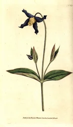Kokolehtinen klematiitti - kokolehtinen klematis tai neitsytluu, Clematis integrifolia. Käsinvärinen kuparikaiverrus William Curtisin The Botanical Magazine -lehden kasvitieteellisen kuvituksen jälkeen, Lambeth Marsh, Lontoo