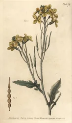 Villi retiisi, Raphanus raphanistrum, Siliquosa. F. Sansomin käsinvärinen kuparikaiverrus Sydenham Edwardsin kasvitieteellisestä kuvituksesta William Curtisin kasvitieteen luentoihin, sellaisena kuin se on toimitettu Lambethin kasvitieteellisessä puutarhas