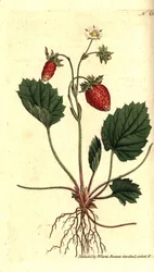 Villimansikka, Fragaria vesca (Versaillesin yksilehtinen mansikka tai mansikka, Fragaria monophylla). Käsinvärinen kuparikaiverrus William Curtisin The Botanical Magazine -lehden kasvitieteellisen kuvituksen jälkeen, Lambeth Marsh, Lontoo