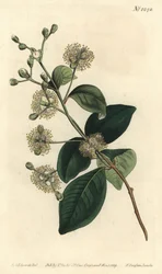 Puupele - Twinberry, Myrcianthes fragrans (Makean tuoksuinen eugenia, Eugenia fragrans). F. Sansom Jr.:n käsinvärinen kuparikaiverrus Sydenham Edwardsin kuvituksen jälkeen William Curtisin kasvitieteellisestä lehdestä, T. Curtis, Lontoo