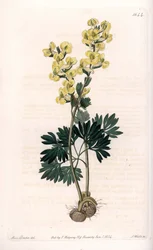 Keltakukkainen corydale variete - Kaiverrus S.Watts, Sarah Anne Draken (1803-1857) kuvituksesta, Englannin Sydenham Edwardsin (1768-1819) kasvitieteellisestä rekisteristä