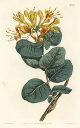 Keltakukkainen puupiippu, Lonicera flava. F. Sansom Jr.:n käsinvärinen kuparikaiverrus Sydenham Edwardsin kuvituksen jälkeen William Curtisin kasvitieteellisestä lehdestä, T. Curtis, Lontoo