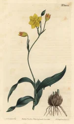 Keltainen syanella, Cyanella lutea. F. Sansom Jr.:n käsinvärinen kuparikaiverrus Sydenham Edwardsin kuvituksen jälkeen William Curtisin kasvitieteellisestä lehdestä, T. Curtis, Lontoo
