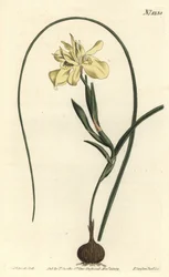 Keltainen eskulenttijuurinen moraea, Moraea fugax (Moraea edulis). F. Sansom Jr.:n käsinvärinen kuparikaiverrus Sydenham Edwardsin kuvituksen jälkeen William Curtisin kasvitieteellisestä lehdestä, T. Curtis, Lontoo