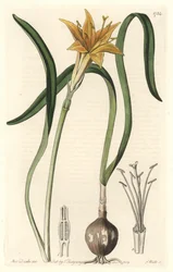 Keltainen pyrolirioni (Amaryllis arvensis), kotoisin Perusta - S. Wattsin vahva vesi Sarah Anne Draken (1803-1857) kuvituksesta, otettu kasvitieteellisestä rekisteristä