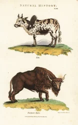 Zebu ja biisoni - Zebu kypäräkarja, Bos indicus, ja Euroopan biisoni, Bison bonasus. Käsinvärinen kuparikaiverrus Sydenham Edwardsin mukaan John Mason Goodin Pantologiasta, a New Encyclopedia, G. Kearsley, Lontoo