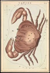 Syöpä, n.1825 (kortti, paperi, kudos )