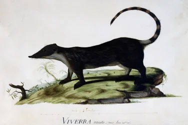 Viverra nasuta uros