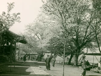 Kirsikankukkia Otsun kaupungissa, Honshun saarella, noin 1900-1915 (valokuva).