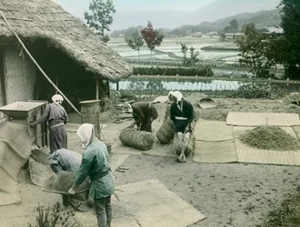 Talonpojat siivoavat riisiä riisipeltojen reunalla Japanissa, noin 1900-1915 (valokuva).