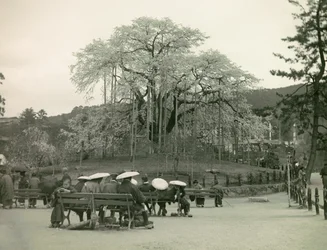 Istuva japanilainen katselee kirsikankukkia, Kioto noin 1900 - 1915 (valokuva) (kuva)
