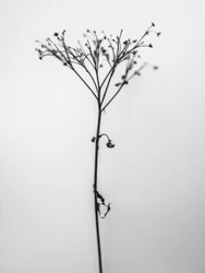 Amid the Flowers 13, 2021 (m/w kuva)