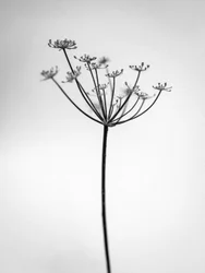 Amid the Flowers 29, 2021 (b/w kuva)