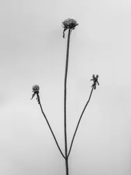 Amid the Flowers 2, 2021 (m/w kuva)