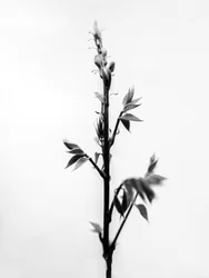 Amid the Flowers 32, 2021 (m/w kuva)