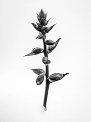 Amid the Flowers 35, 2021 (b/w kuva)