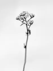 Amid the Flowers 47, 2021 (m/w kuva)