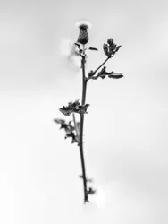 Amid the Flowers 48, 2021 (b/w kuva)
