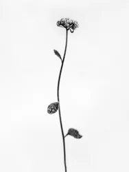 Amid the Flowers 50, 2021 (b/w kuva)
