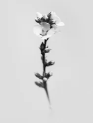 Amid the Flowers 55, 2021 (b/w kuva)
