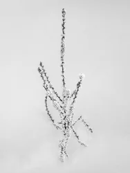 Amid the Flowers 57, 2021 (b/w kuva)