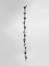 Amid the Flowers 61, 2021 (b/w kuva)