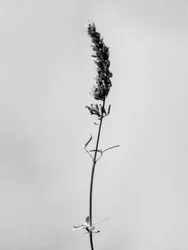 Amid the Flowers 74, 2021 (b/w kuva)