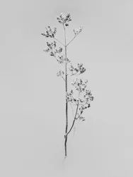Amid the Flowers 76, 2021 (m/w kuva)