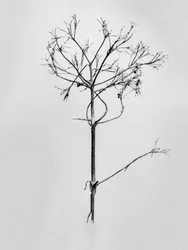 Amid the Flowers 77, 2021 (b/w kuva)