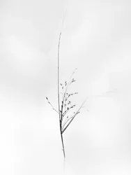 Amid the Flowers 79, 2021 (b/w kuva)