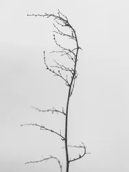 Amid the Flowers 8, 2021 (b/w kuva)